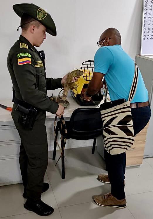 En total fueron 4 iguanas las que se le encontraron a las dos personas sobre la vía Circunvalar a la altura del sector conocido como ‘La Virgencita’.