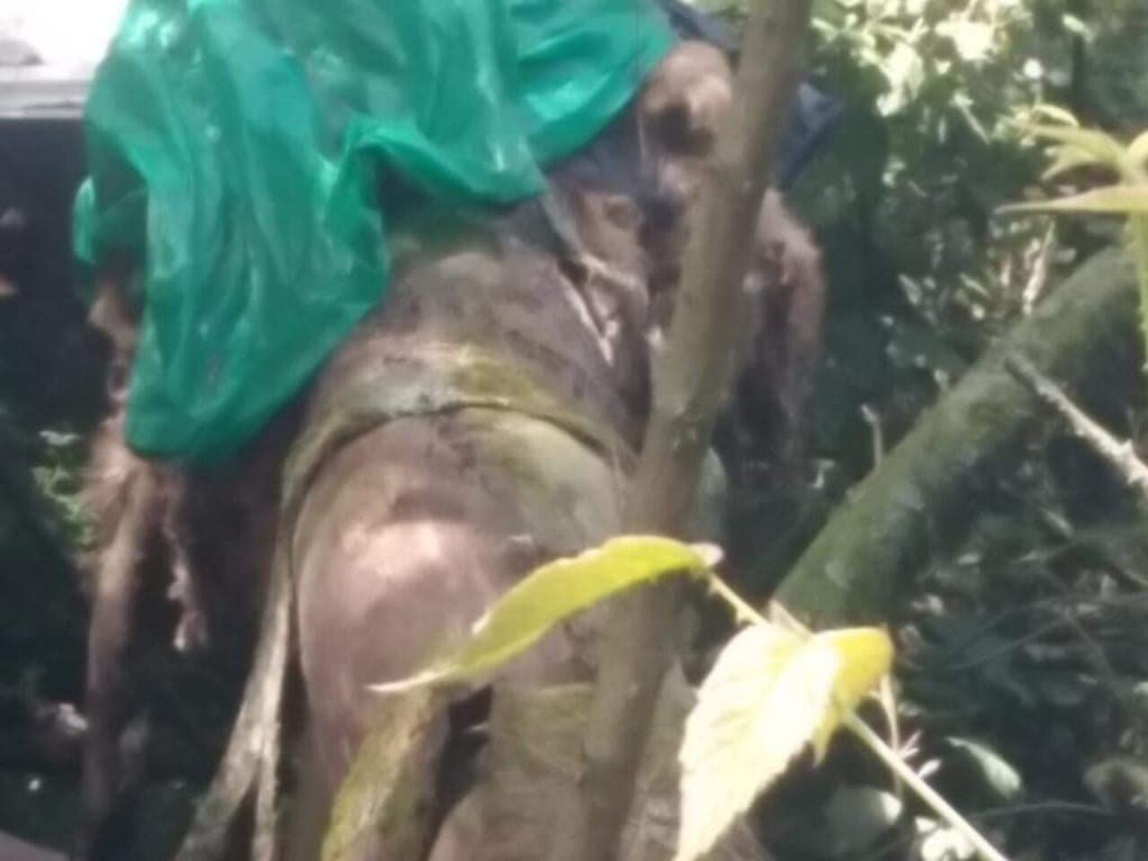 Otro de los perros encontrados en un cambuche en Bogotá