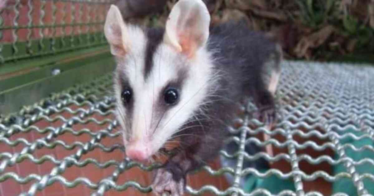 En América existen diferentes especies de marsupiales y las zarigüeyas son una de estas. Foto: Silvia Rojas.