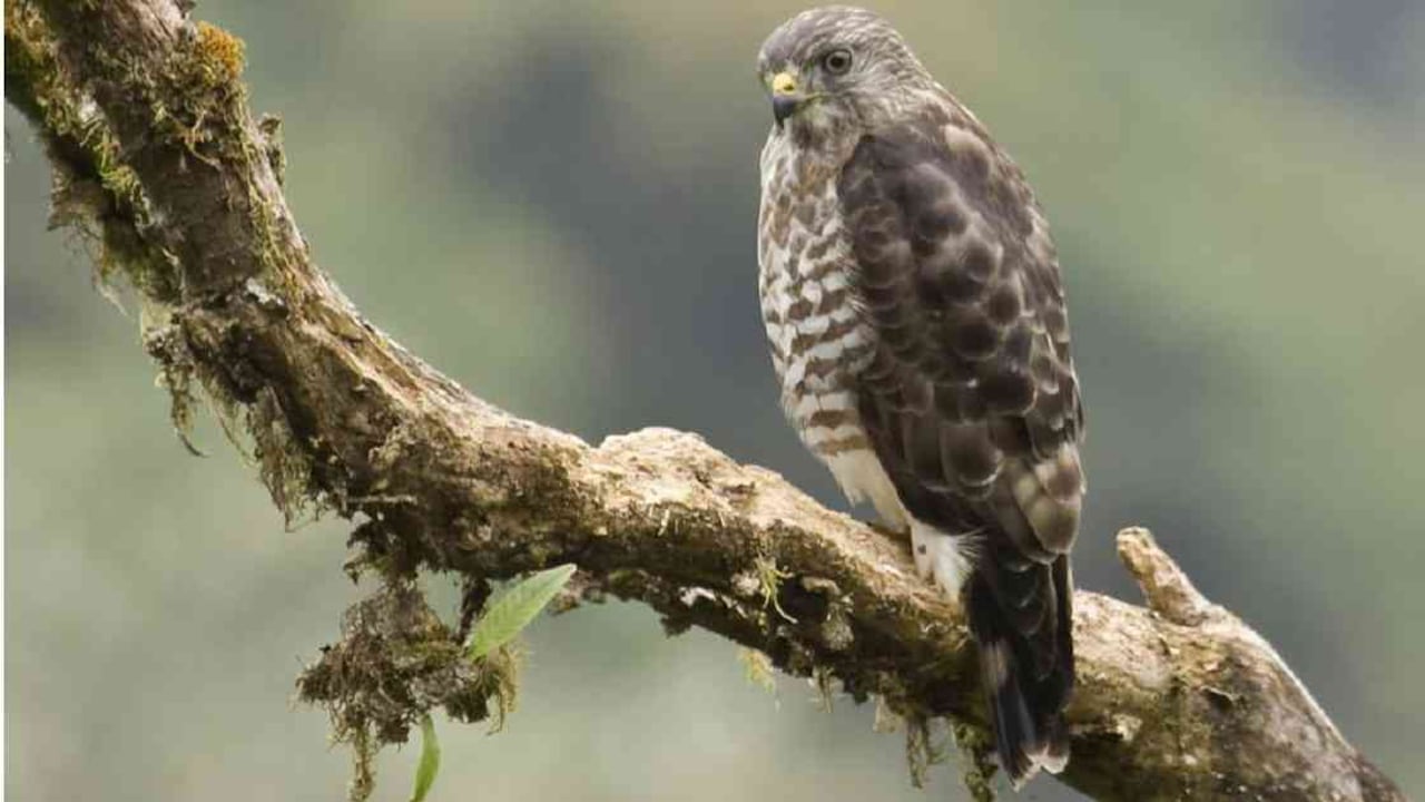 Las aves migratorias llegan a departamentos como Cundinamarca. Foto: CAR