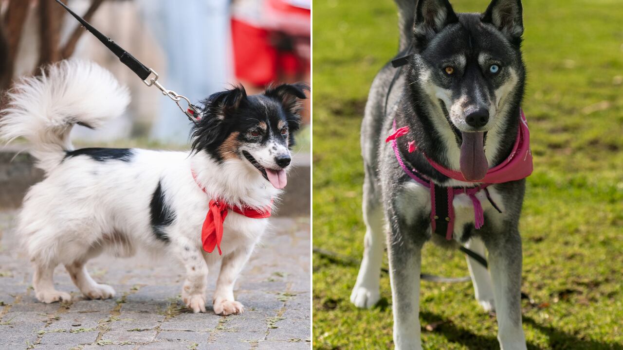 La forma de sujetar al perro durante el paseo influye directamente en su comodidad y comportamiento
