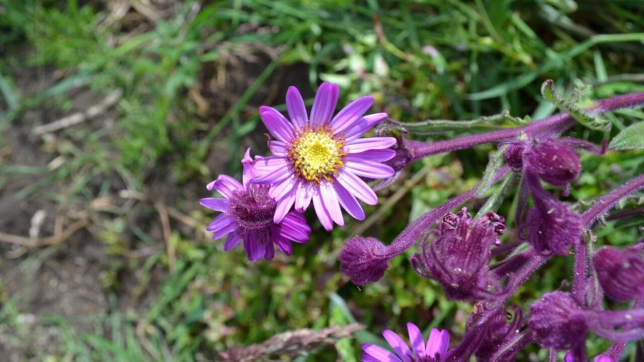 Plantas medicinales y medioambientales en Sibaté (Arinica).