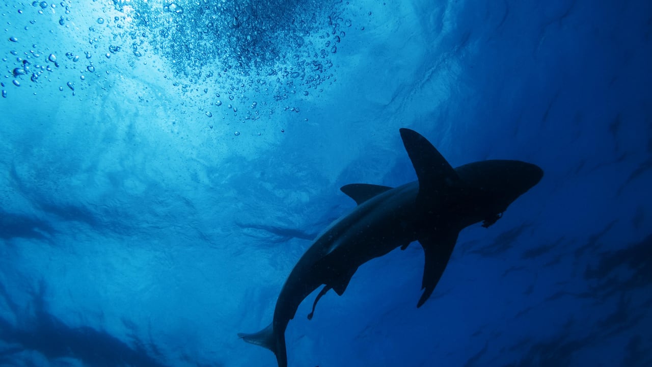 La llegada de los tiburones se debe a la necesidad de estos por encontrar aguas más aptas para su vida.