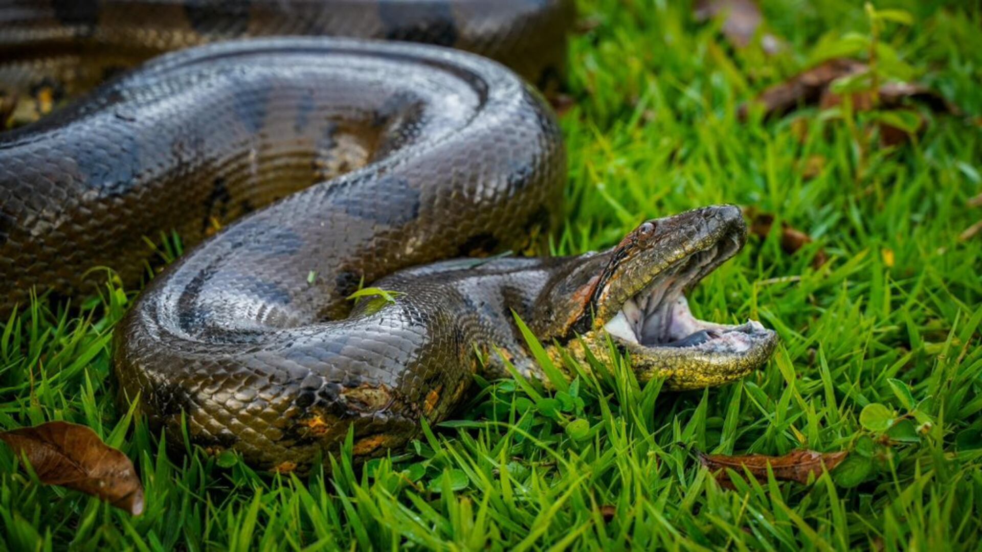 Anaconda hallada en el Meta.