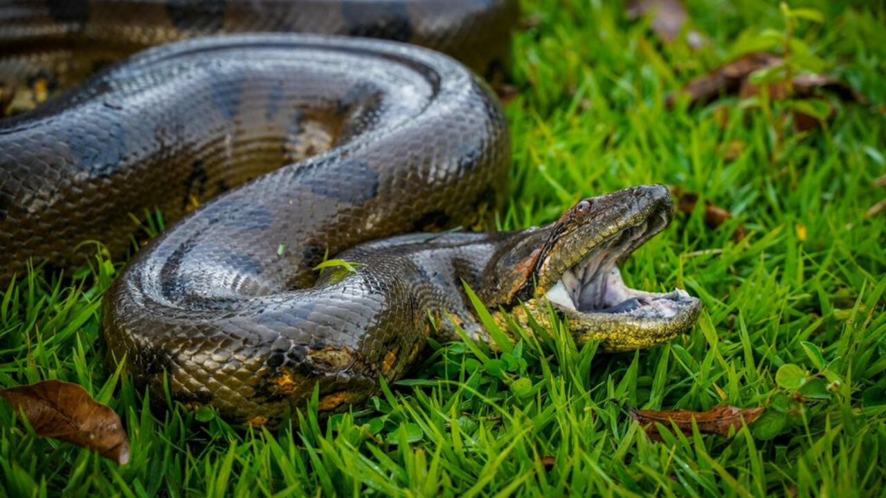 Anaconda hallada en el Meta.