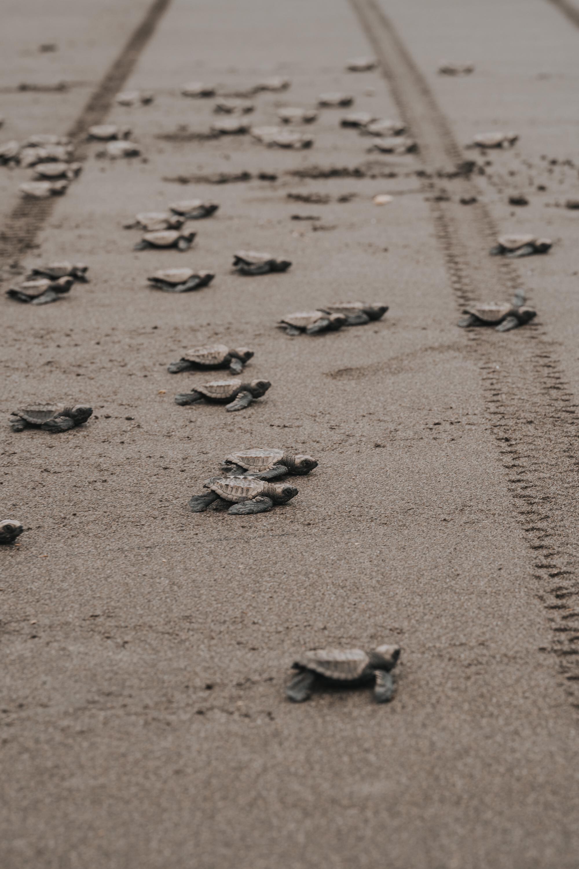 Entre julio y febrero las liberaciones se pueden realizar todos los días.