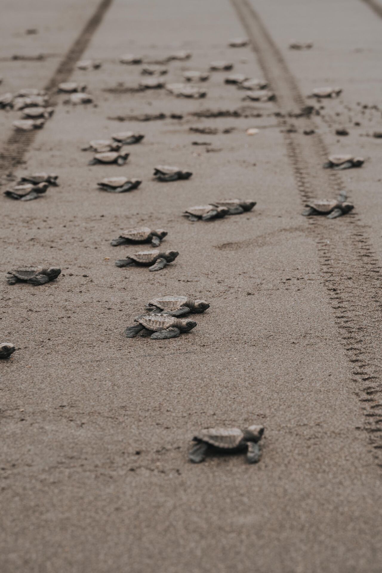 Entre julio y febrero las liberaciones se pueden realizar todos los días.