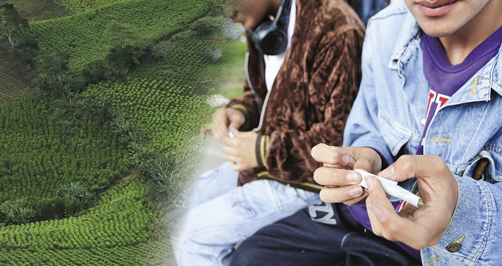 Los cultivos de uso ilícito han crecido de forma desmedida mientras el Gobierno negocia con las organizaciones que se financian con el narcotráfico. 