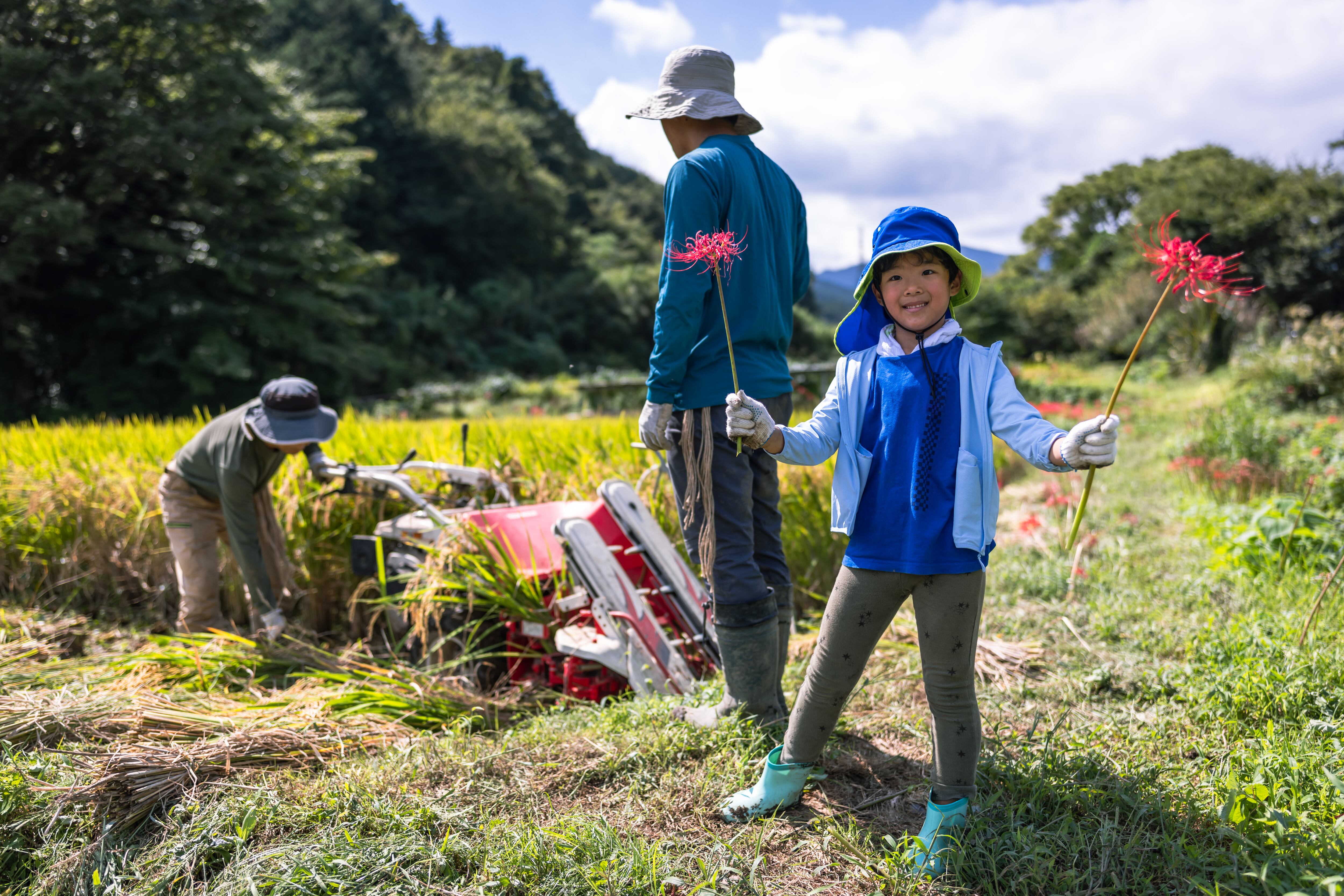 Lycoris Radiata o Flor del Infierno