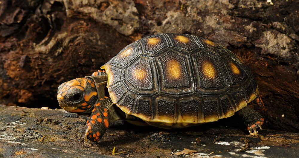 El viacrucis de la fauna silvestre_3