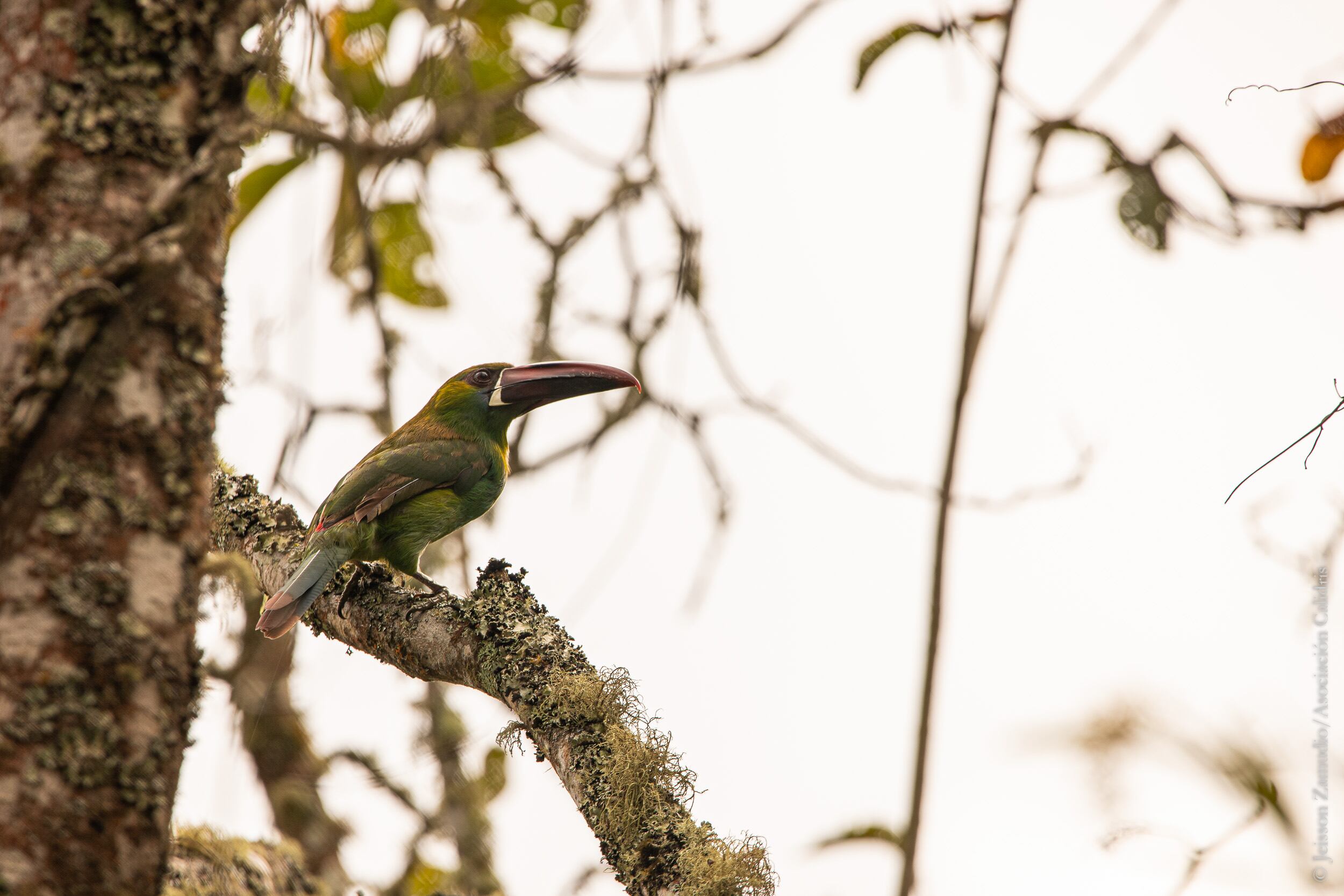 El tucanete es una de las especies que habitan en el Valle del Cauca y también en el Parque Ecológico Providencia.
