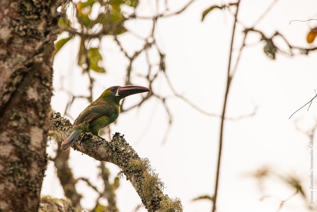 El tucanete es una de las especies que habitan en el Valle del Cauca y también en el Parque Ecológico Providencia.