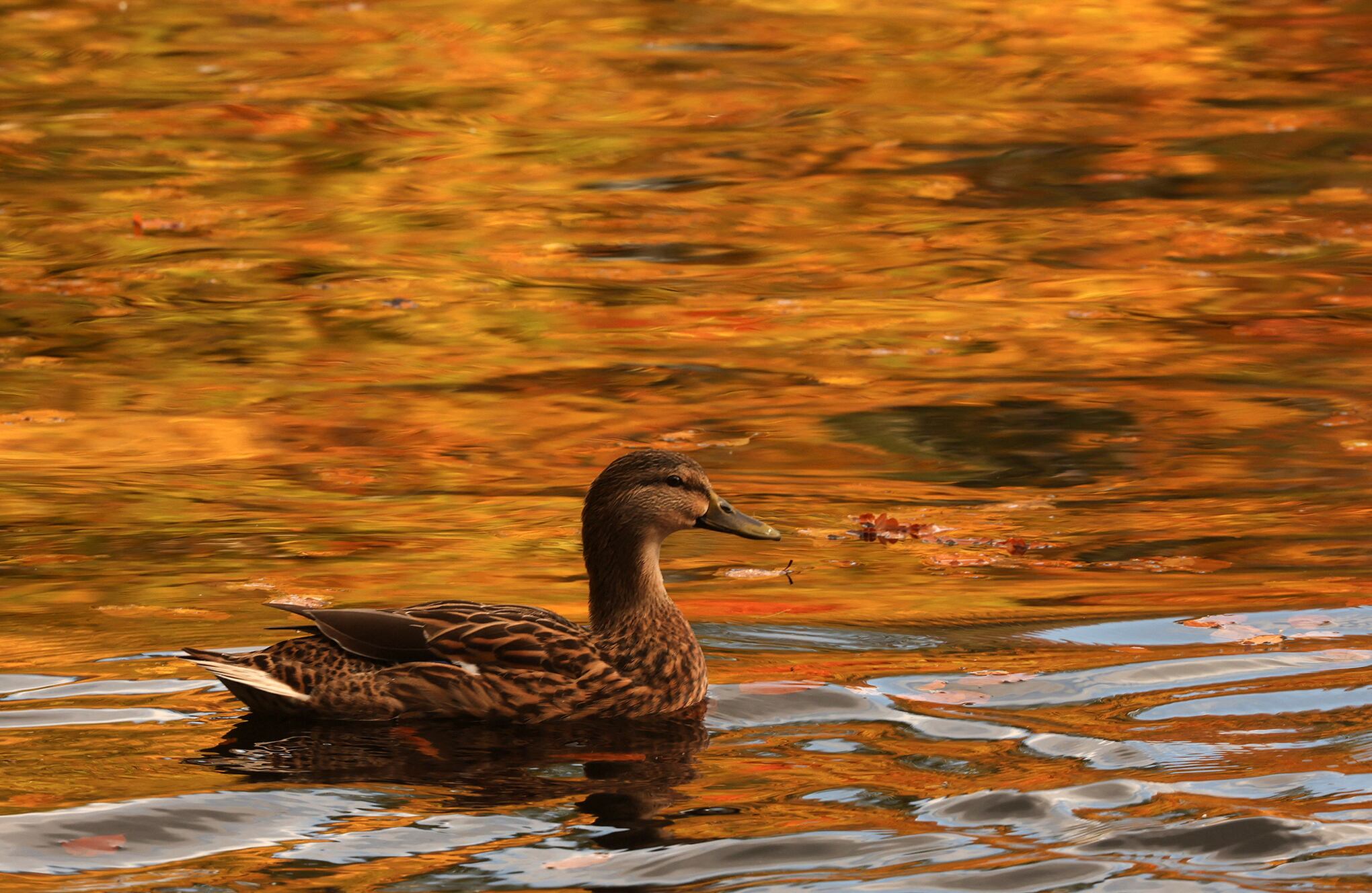 hojas doradas y de color óxido