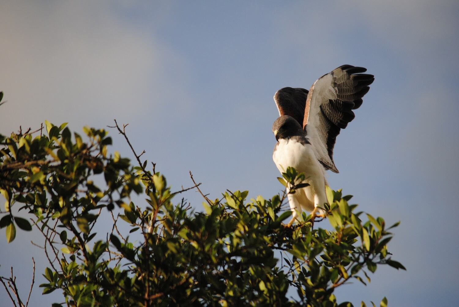 protección de ecosistemas
