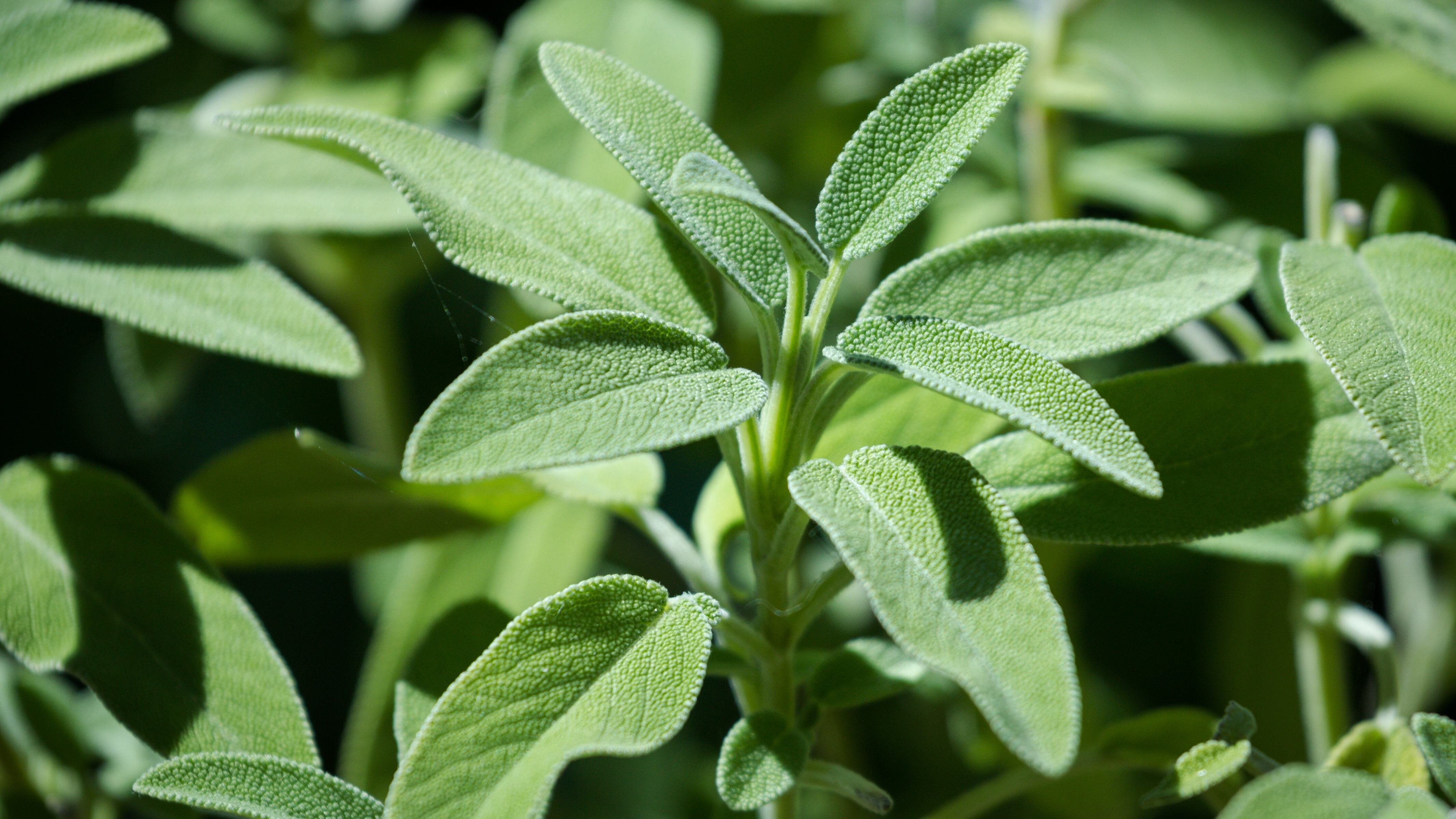 Es importante identificar las contraindicaciones del la salvia.