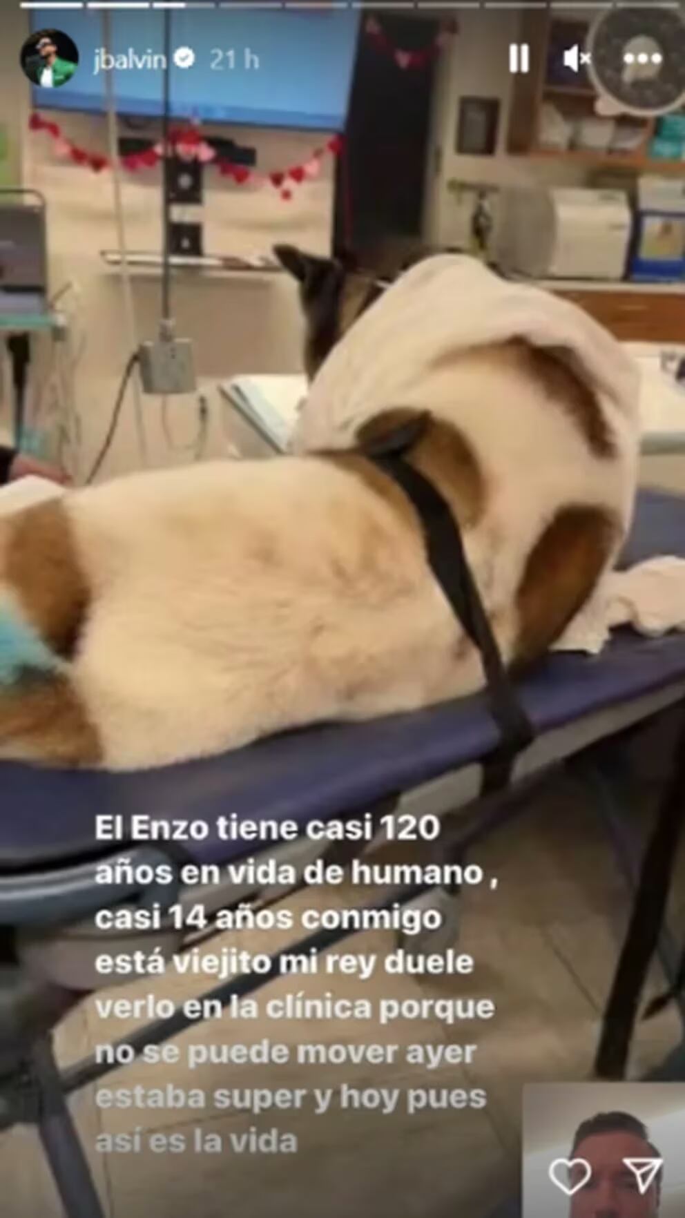 Enzo es la mascota que más ha acompañado a Balvin durante 14 años.