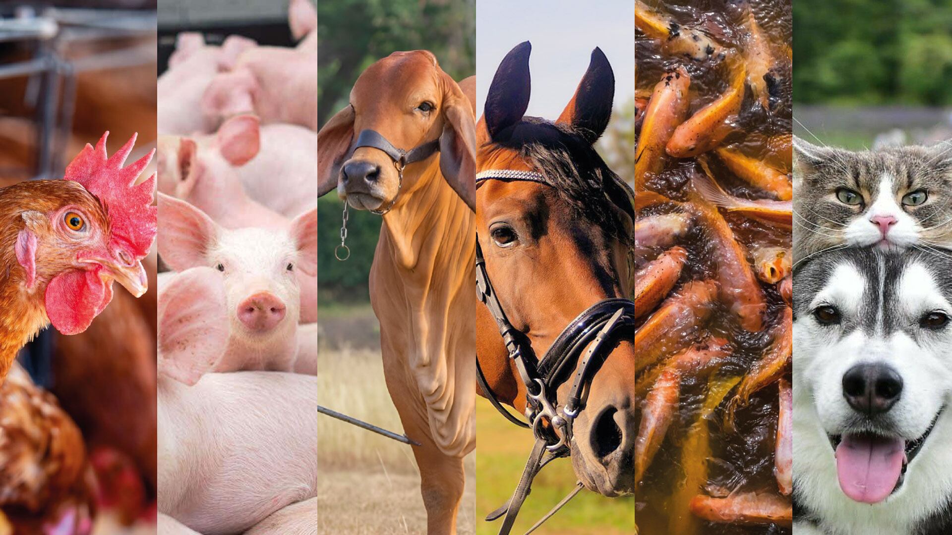 A futuro, Pharvet se enfocará en el desarrollo de fitogénicos, sustancias derivadas de plantas con actividad farmacológica comprobada y menor riesgo de resistencia.