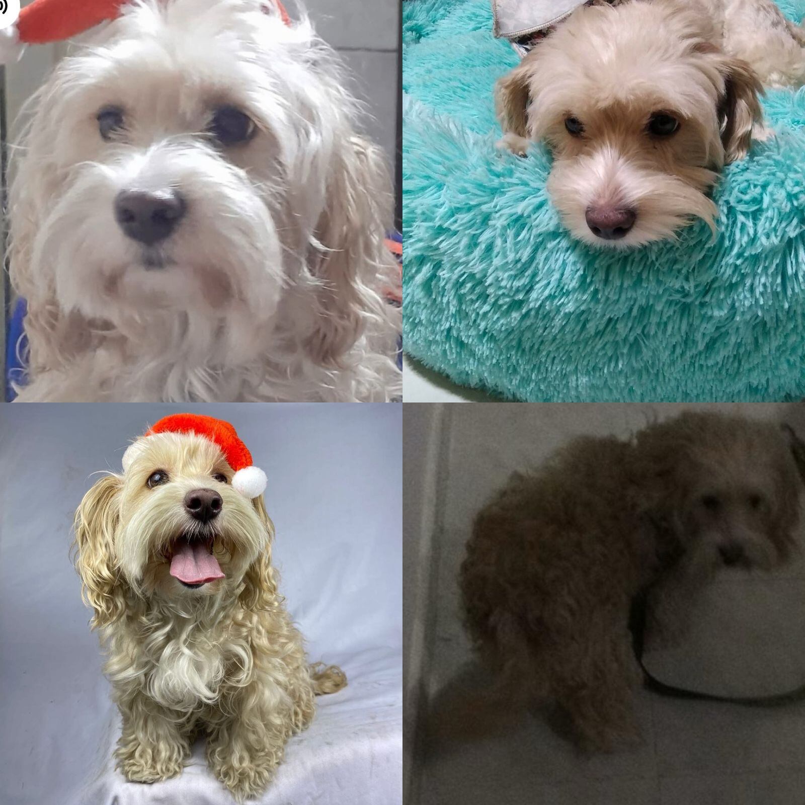 Antonela está perdida en la ciudad hace más de dos meses.