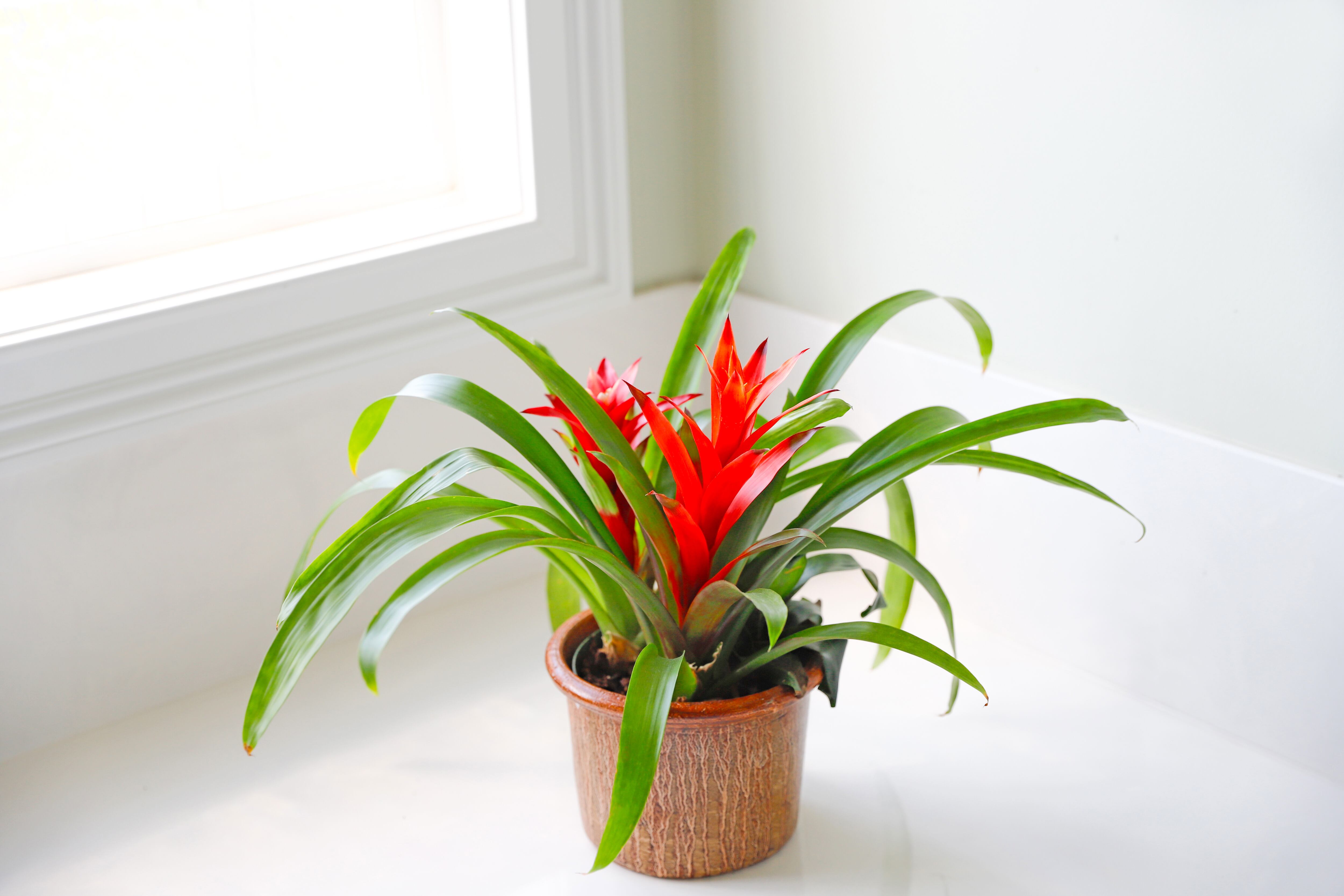 Bromelia