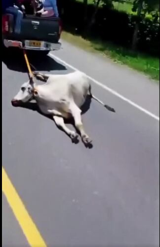 Robo de animales tras accidente vial.