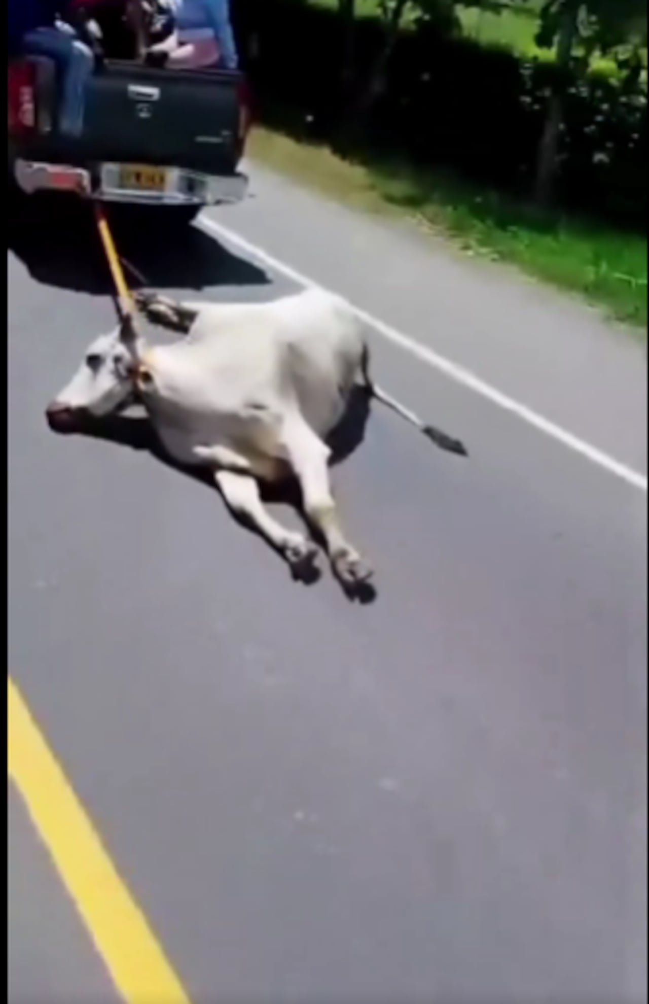 Robo de animales tras accidente vial.