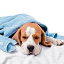 Estar atento a la sintomatología te permitirá identificar a tiempo si tu perro está experimentando una enfermedad parasitaria.