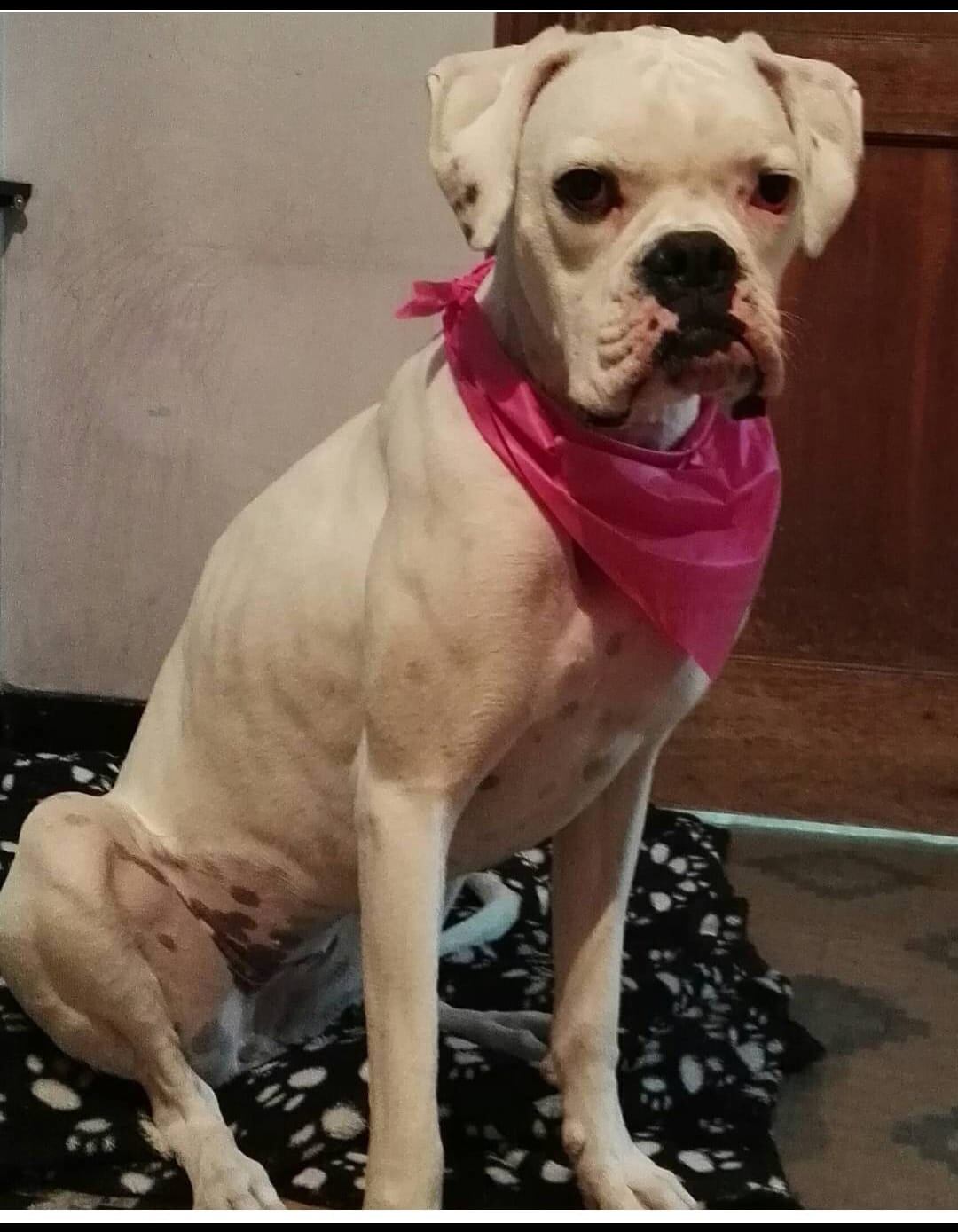 Amapola perrita desaparecida en Bogotá