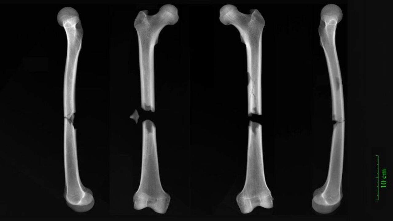 Sufrió dos fracturas en los huesos del muslo producidos, al parecer, tras ser golpeado por un carro.