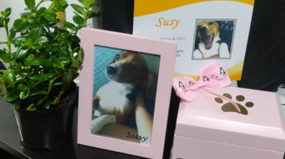 Mascota que falleció, al parecer, por malas prácticas del veterinario.