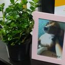 Mascota que falleció, al parecer, por malas prácticas del veterinario.