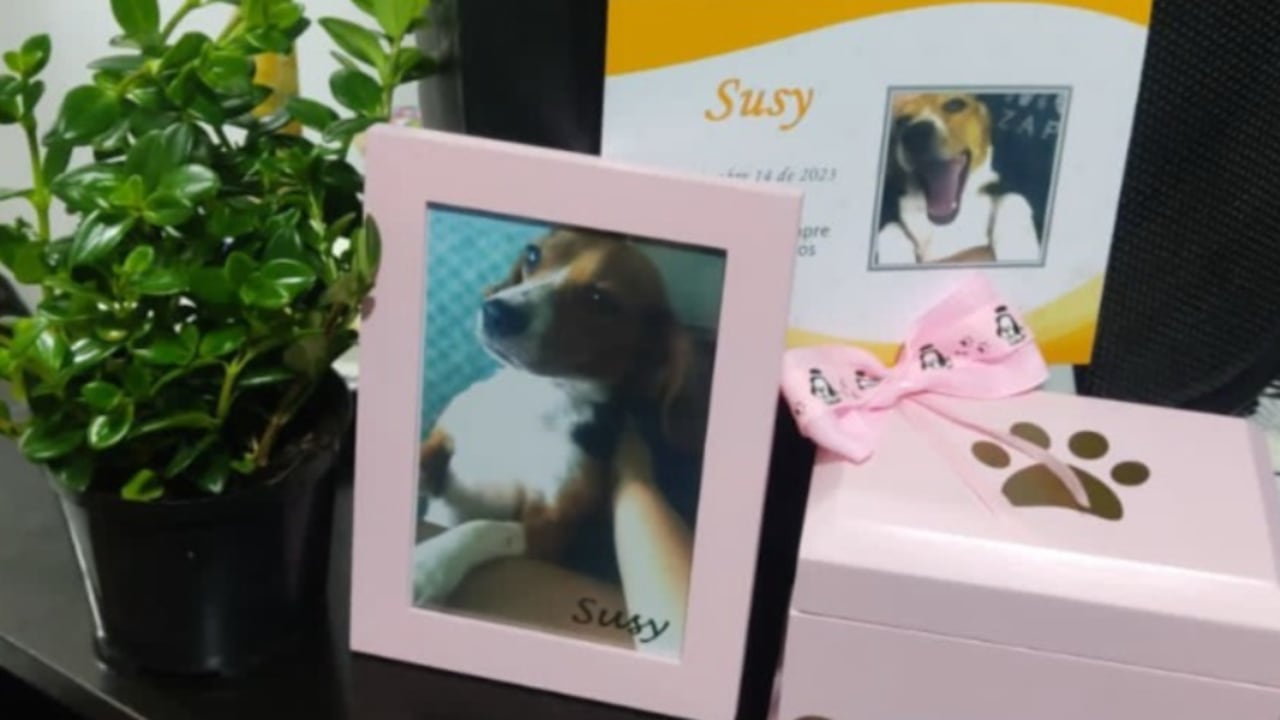 Mascota que falleció, al parecer, por malas prácticas del veterinario.