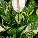 La planta de Moisés puede ponerse en la entrada de la casa o en un pasillo.