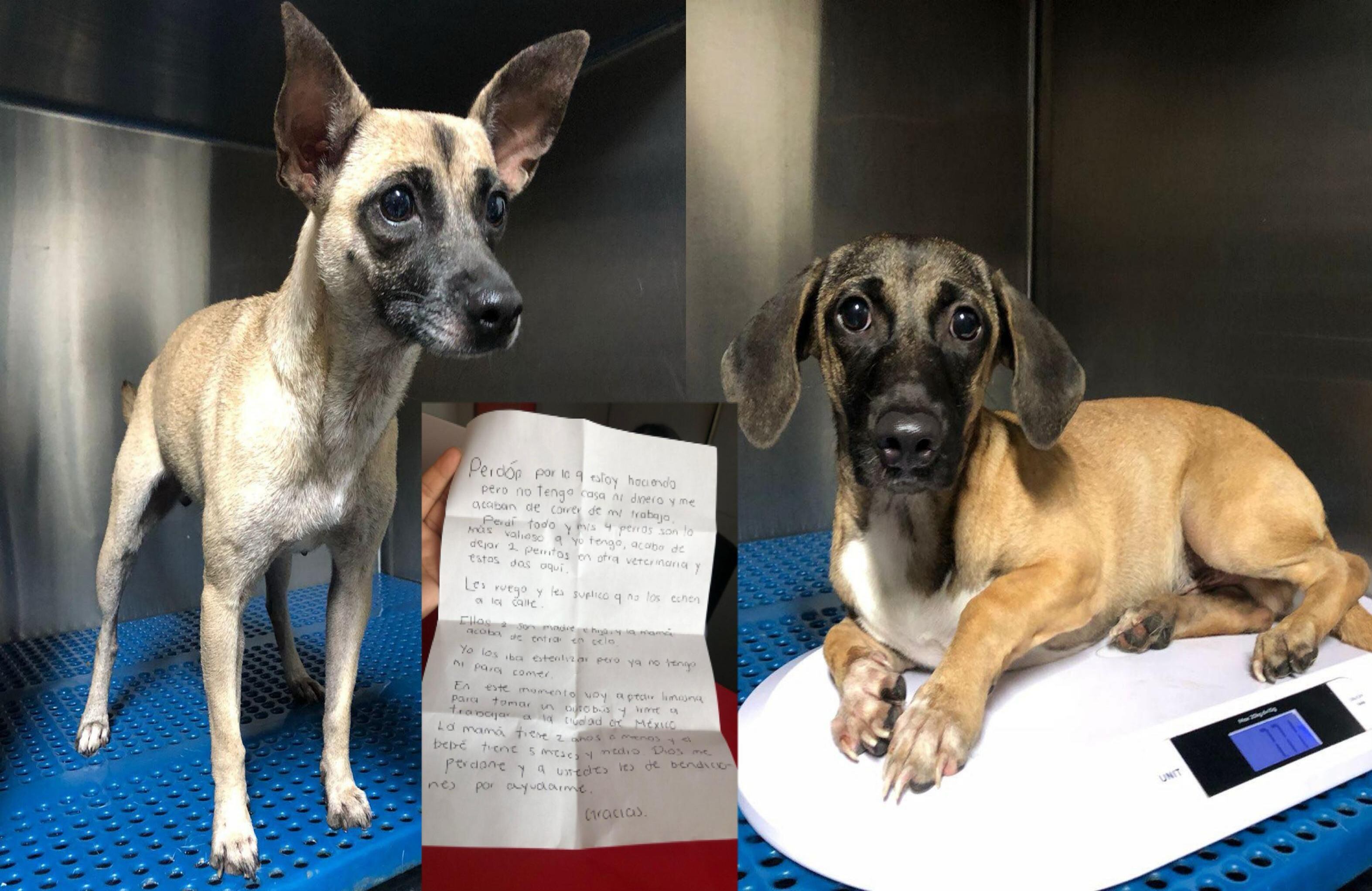 Esta historia se conoció en redes sociales.