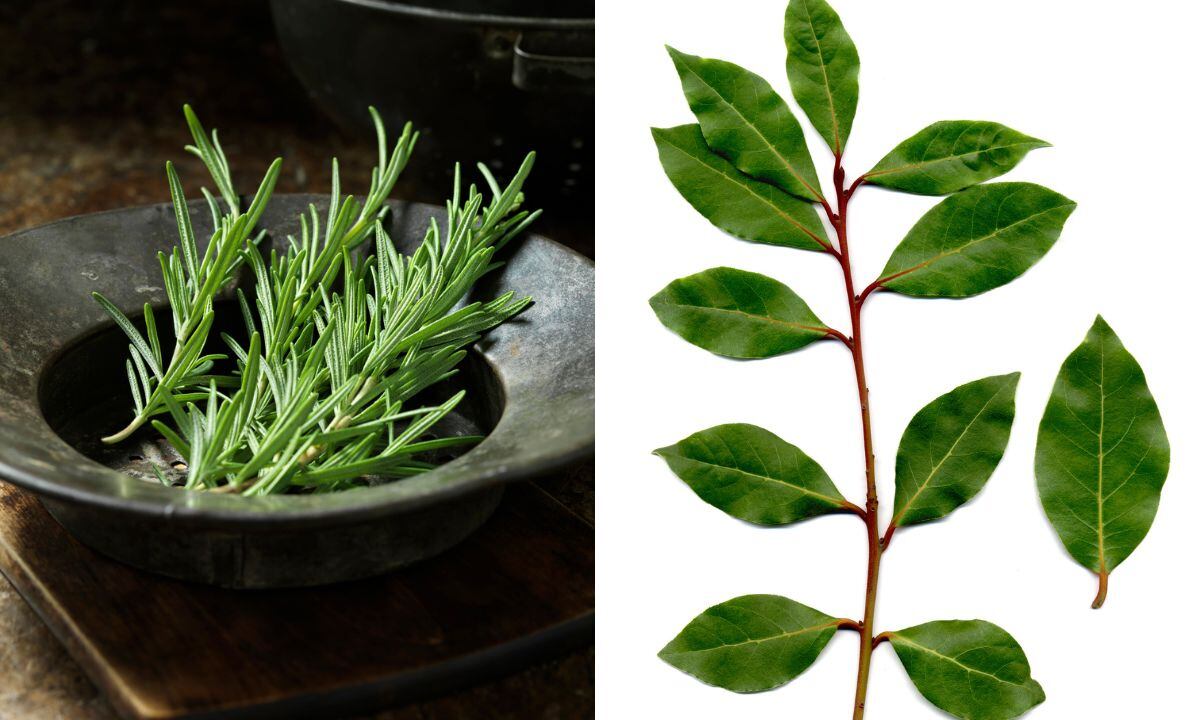 Bañarse con romero y laurel es una forma de atraer cosas positivas. 