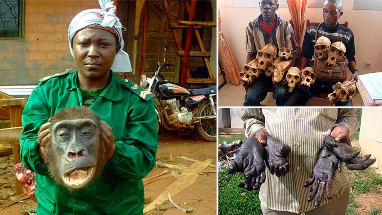 Un guarda del parque en el este de Camerún muestra la cabeza de un gorila incautado de los cazadores furtivos solo horas después de que fuera disparado y desmembrado en la localidad de Lomié. (Foto: cortesía LAGA)