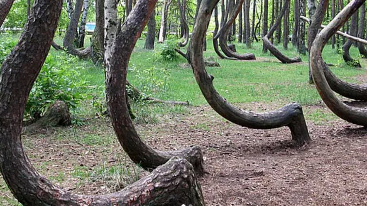 El bosque torcido de Polonia