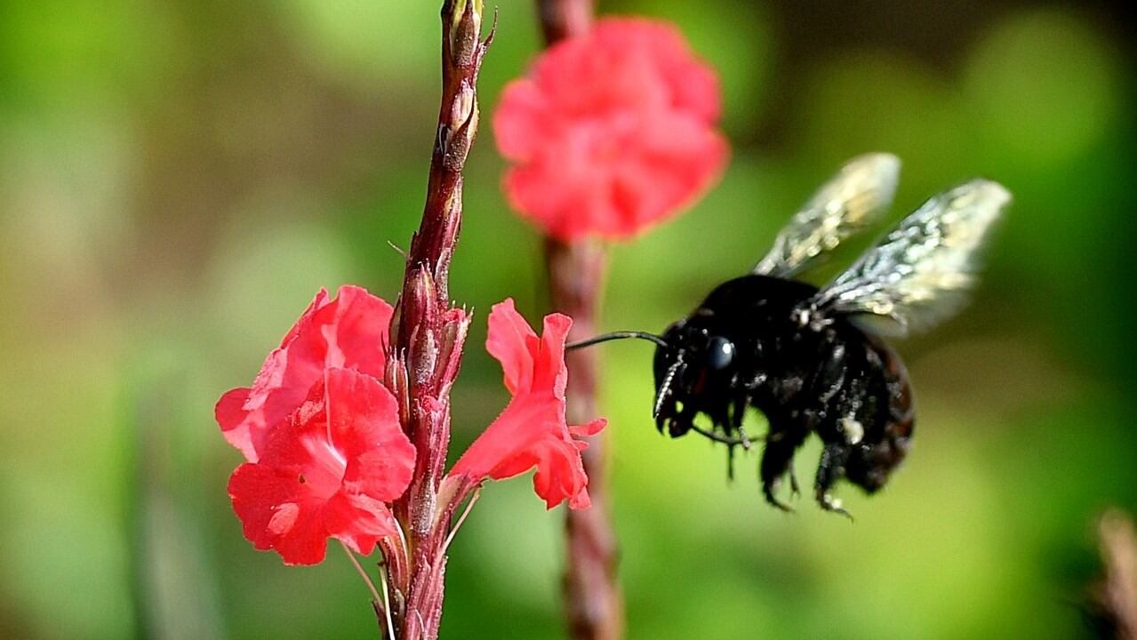 En estos proyectos predominará el turismo de naturaleza y la recreación pasiva.