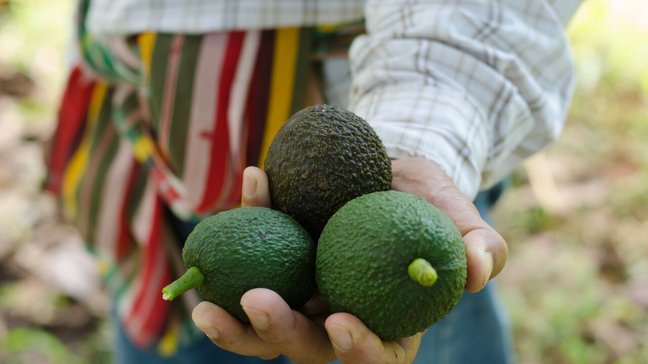 Este fruto tiene una pulpa cremosa de color verde que encierra una semilla marrón.
