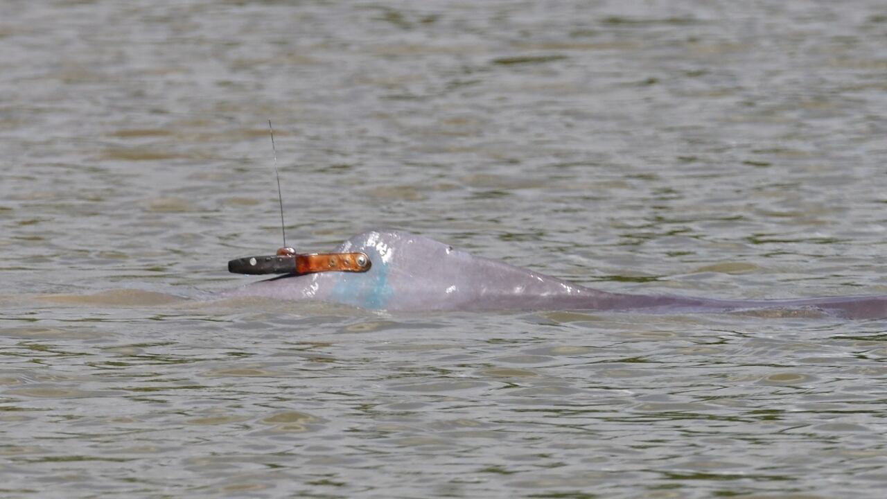 Seguimiento satelital de delfines de río