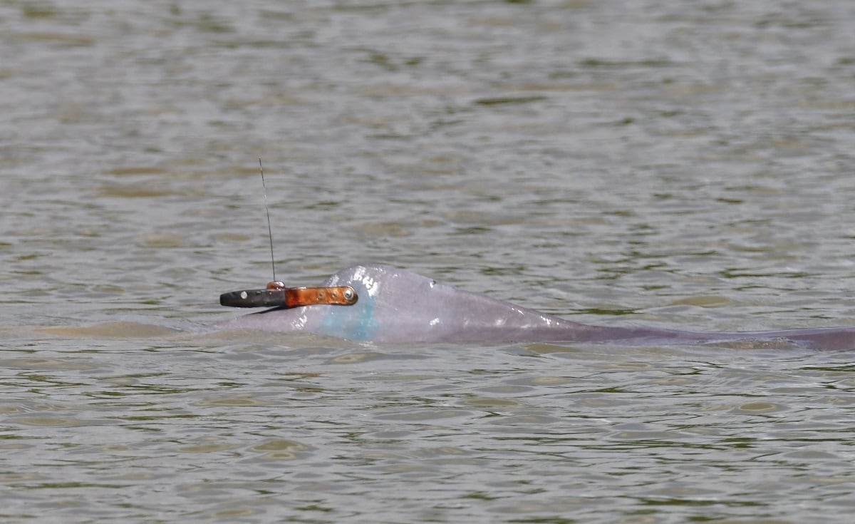 Seguimiento satelital de delfines de río