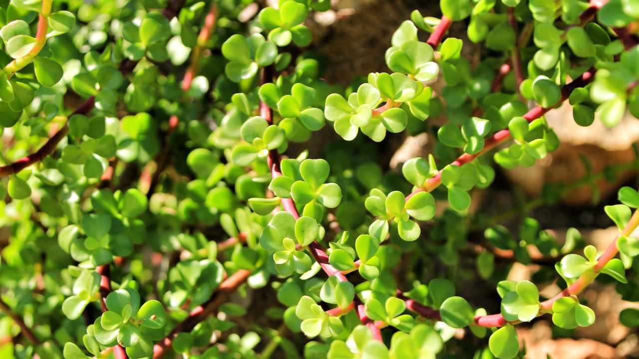 Árbol de la abundancia
