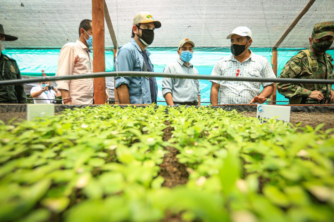 En el programa Restaurarte cuentan con 139 viveros, con una producción promedio de más de 1.400.000 plántulas mensuales entre especies forestales y comestibles.