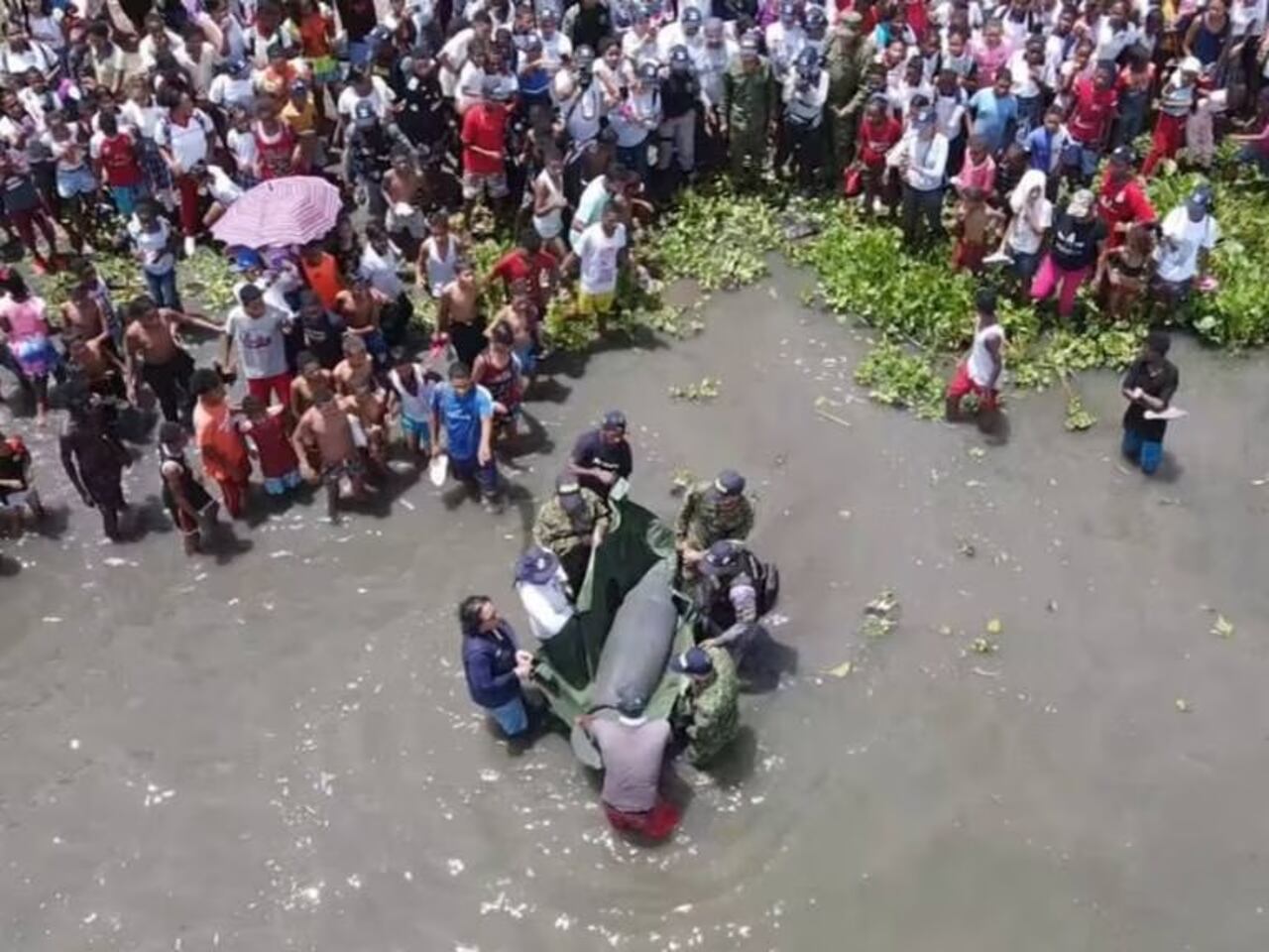 Liberación Manatí en Bolívar