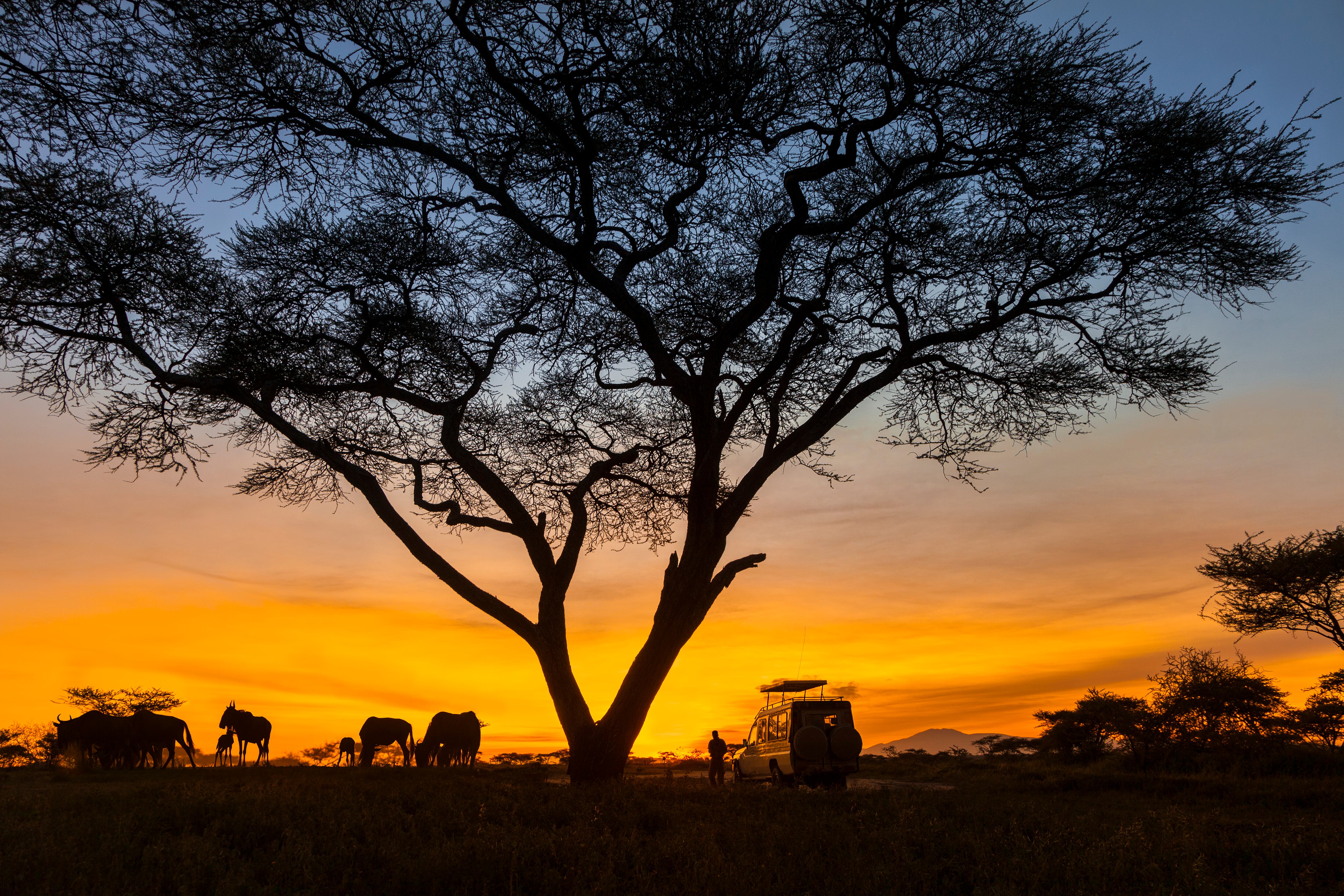 Safaris en donde los sonidos de África son únicos