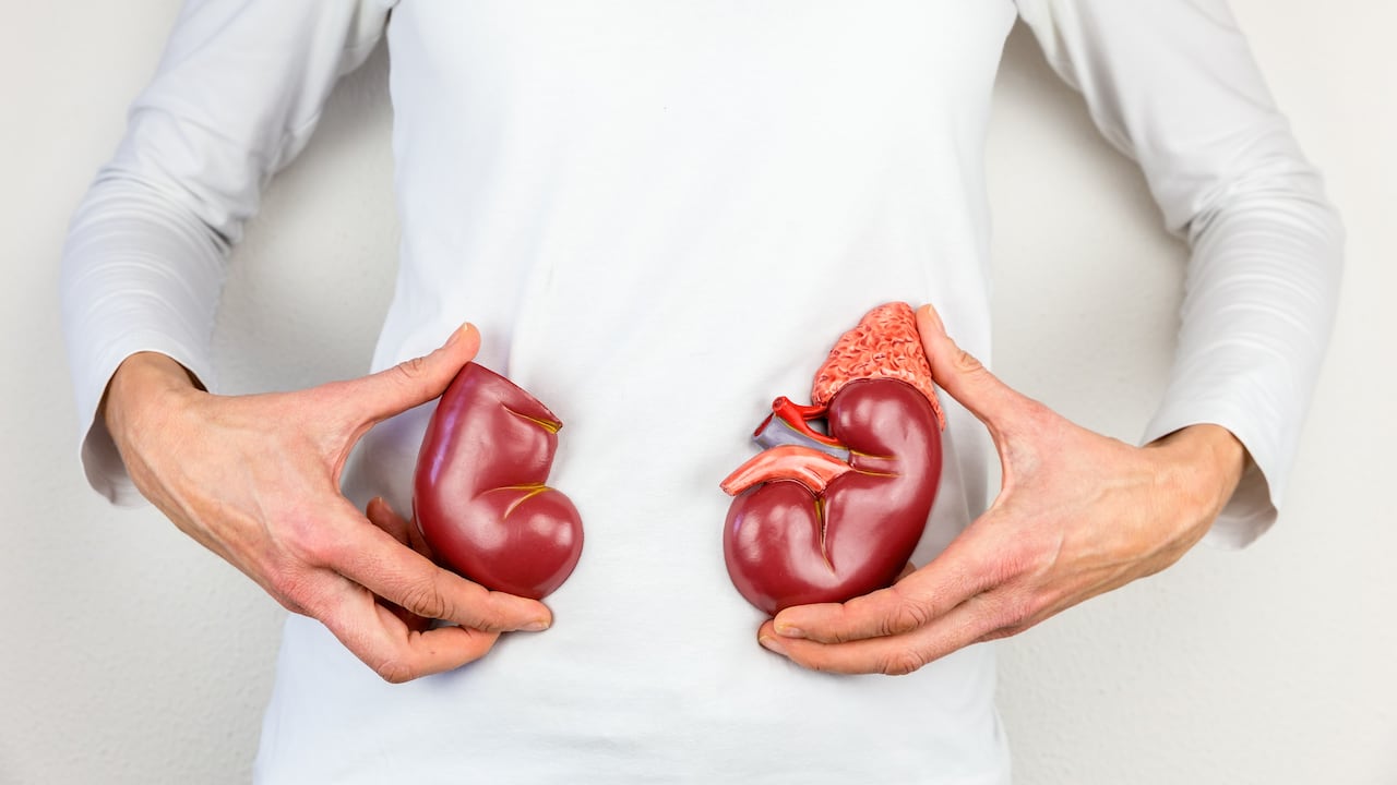 Los riñones son los encargados de desechar las toxinas del organismo.