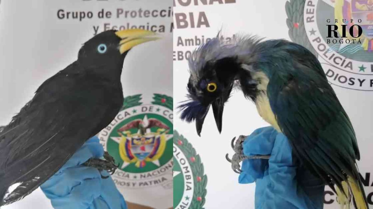 2.200 animales silvestres han sido recuperados en Bogotá este año, la mayoría aves. Fotos: SDA.