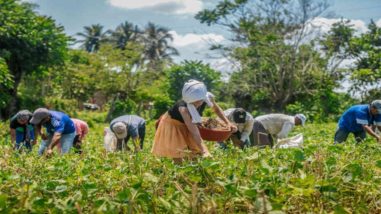 Desde que la ADR inició sus operaciones se han beneficiado 8.757 productores.