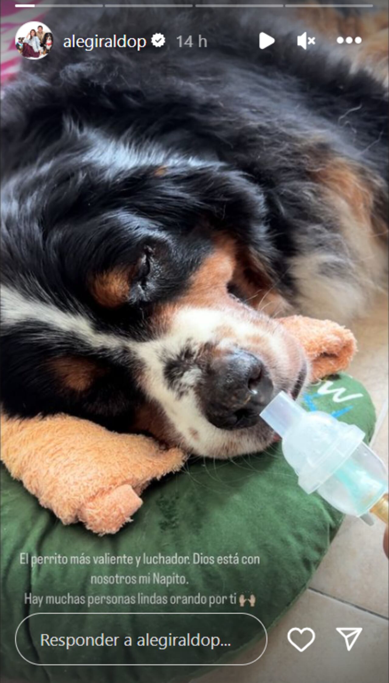 Napoleón, el perro de Alejandra Girando, al parecer está pasando por un mal momento en su salud.