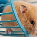 Hámster
