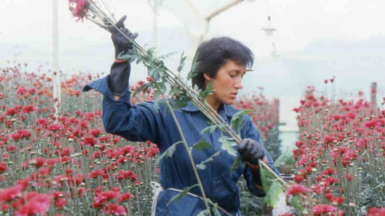 Fotograma del documental 'Amor, mujeres y flores', de Marta Rodríguez y Jorge Silva.